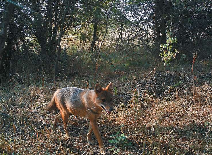 Golden jackals might be settling in the Czech Republic, hint multiple observations