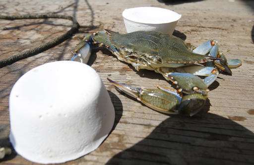 Goodbye, herring? Biotech bait gives lobstermen alternative