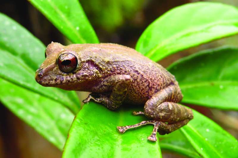 Greek heroic deity Prometheus now has a namesake in a new tiny rain frog from Ecuador