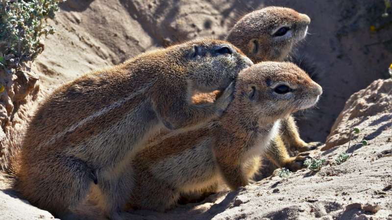 Ground squirrels use the sun to hide food
