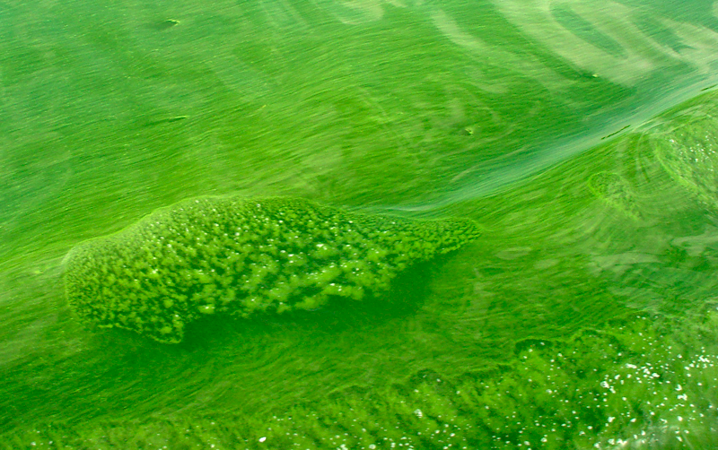 Harmful Algal Blooms in Their True Colors