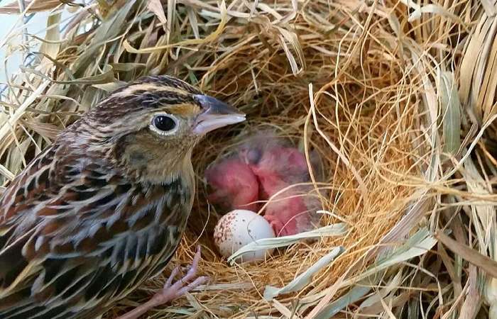 Hatchlings give hope for endangered songbird’s survival