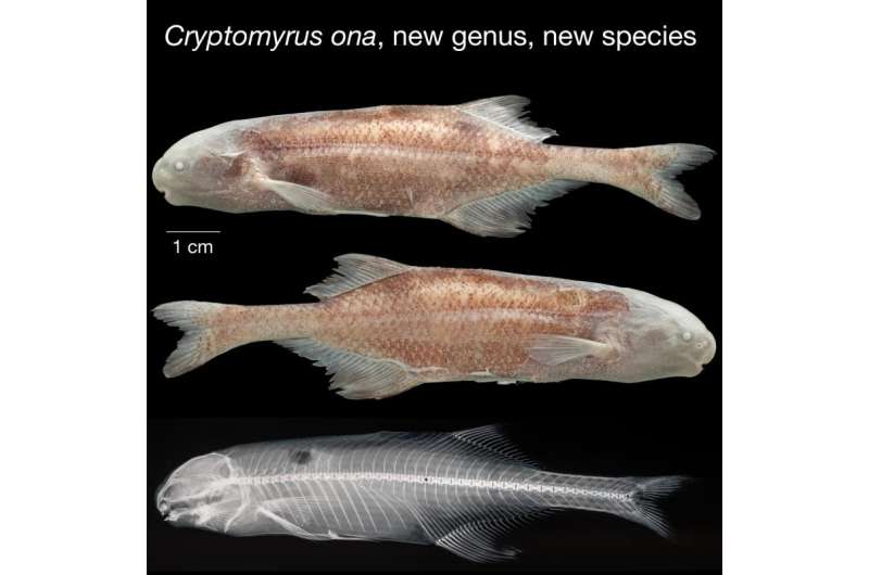 'Hidden fish' genus described for 2 new weakly electric mormyrid species from Gabon