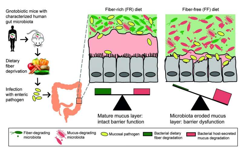 High-fiber diet keeps gut microbes from eating colon's lining, protects against infection