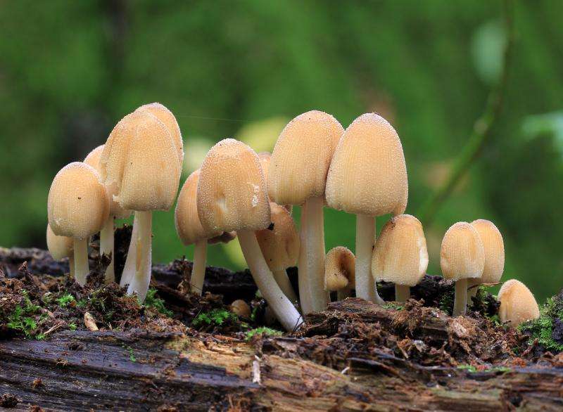 Hijacked cell division helped fuel rise of fungi