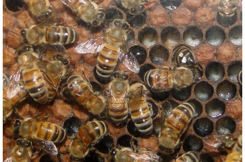 Honeybee circadian rhythms are affected more by social interactions