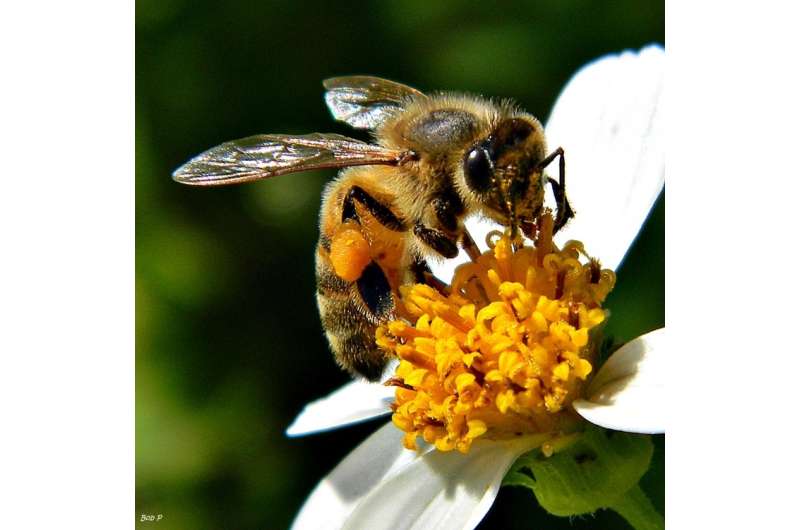 How are pollinators faring with Anthropogenic change?