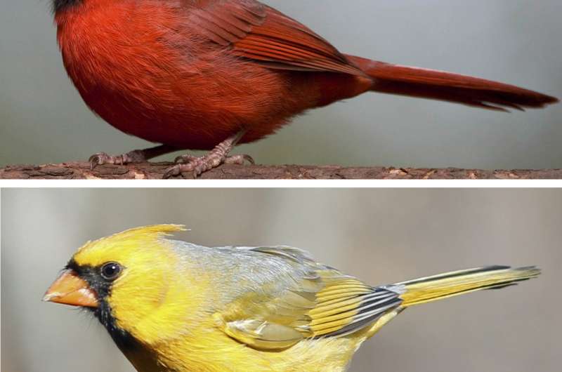 How birds turn red
