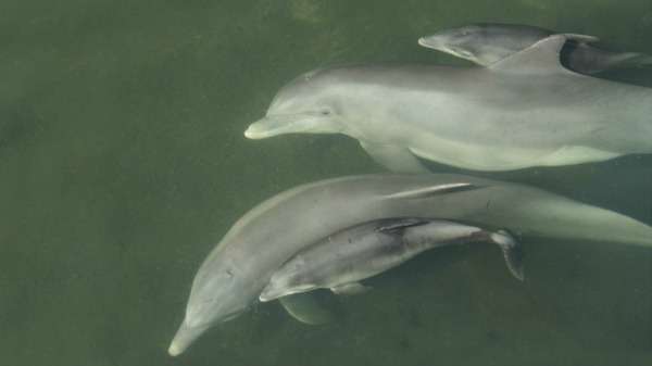 How dolphins listen to their mothers