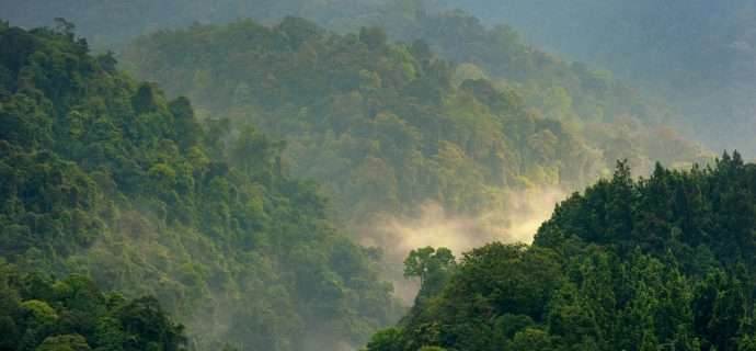 How effective are tropical forest conservation policies?
