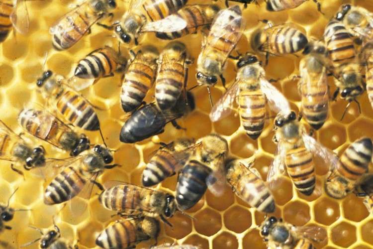 How honeybees do without males