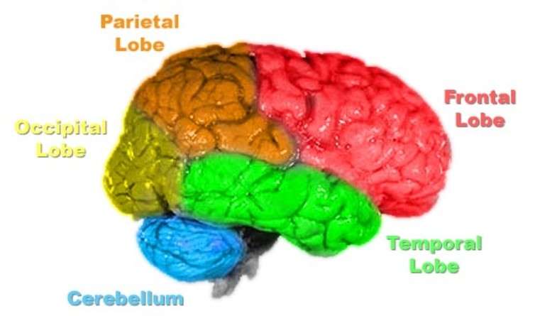 How LSD helped us probe what the 'sense of self' looks like in the brain