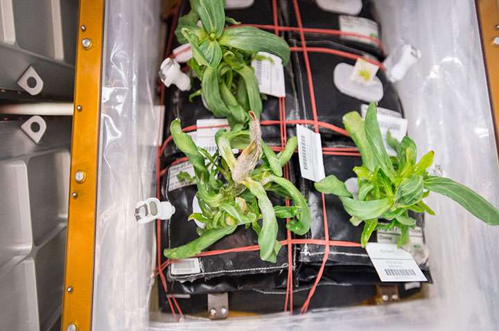 How mold on space station flowers is helping get us to Mars