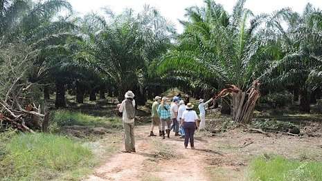 How oil palm affects bird habitat in Mexico
