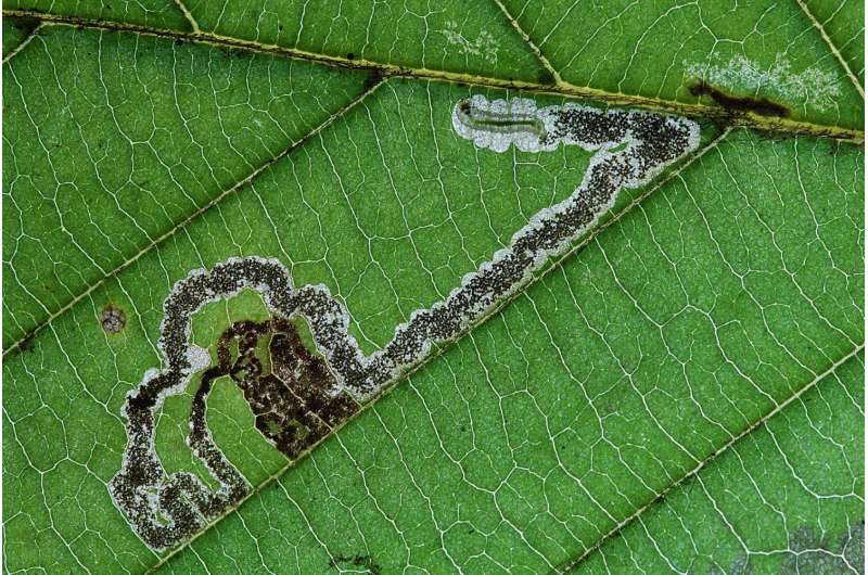 How pygmy moths started to diversify 100 million years ago