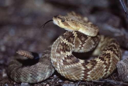 How rattlesnakes got, and lost, their venom