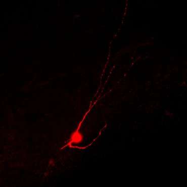 Human neuron transplants treat spinal cord injury in mice