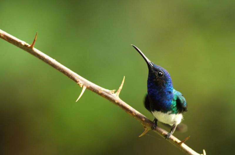Hummingbirds provide insight into food specialization across the Americas