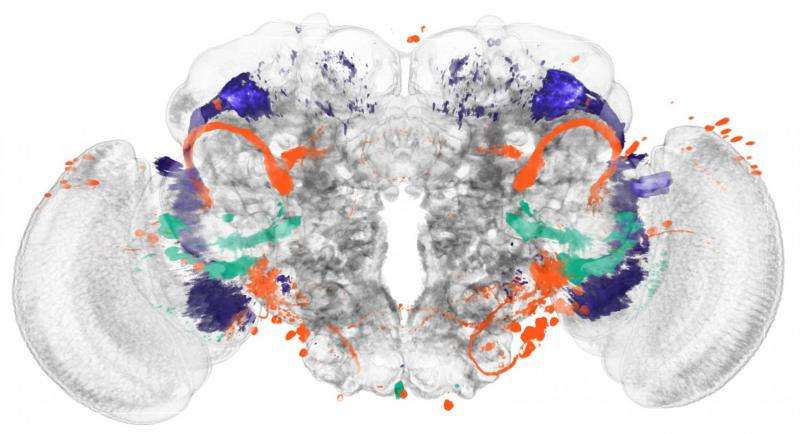 Identifying brain regions automatically