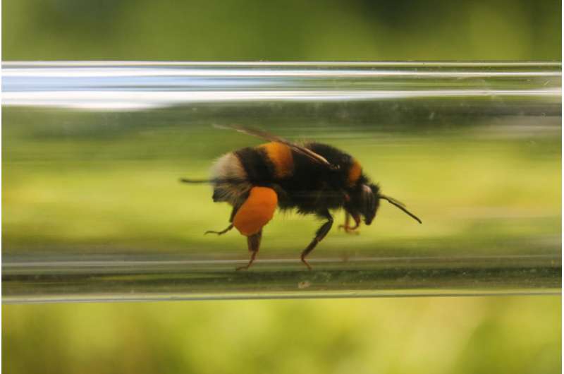 Impact of pesticide on bumblebees revealed by taking experiments into the field