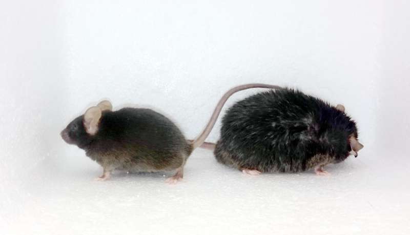 Inactivity in obese mice linked to a decreased motivation to move