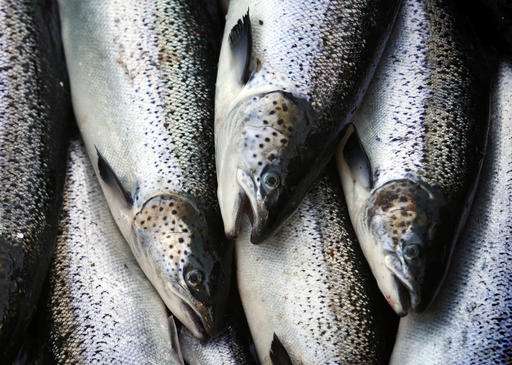 In Atlantic salmon fight, Greenland proves a sticking point