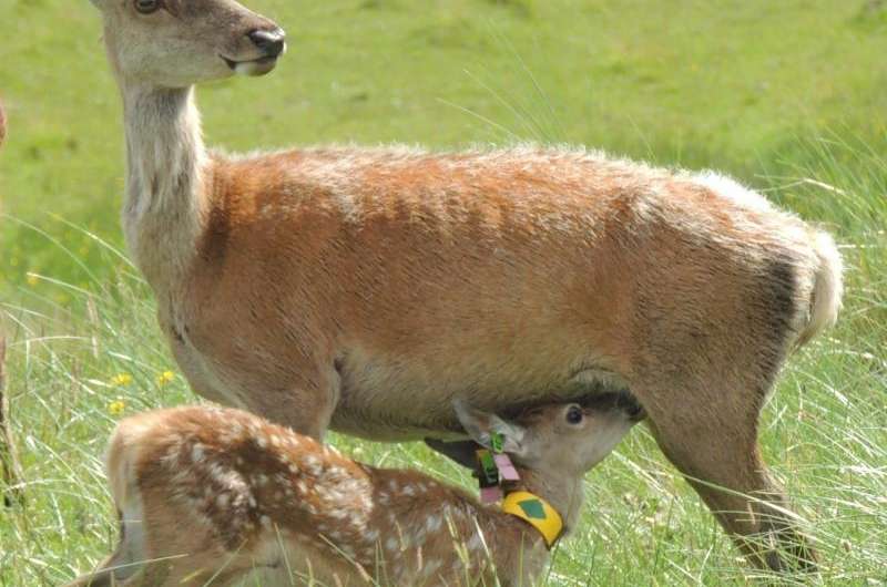 Inbreeding impacts on mothering ability, red deer study shows