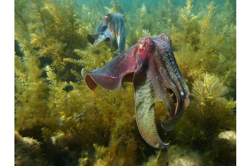 In changing oceans, cephalopods are booming