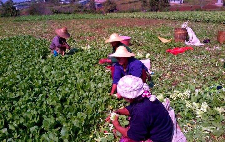 Increasing sustainable food production could empower Cambodian women