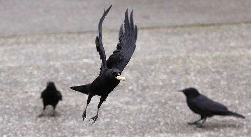 In Death A Crows Big Brain Fires Up Memory Learning 