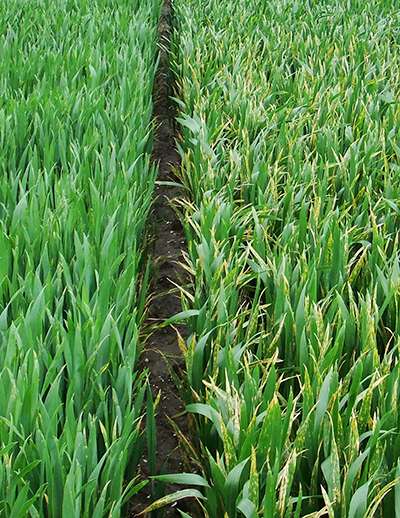Independent variety trials show productivity of wheat varieties continues to increase