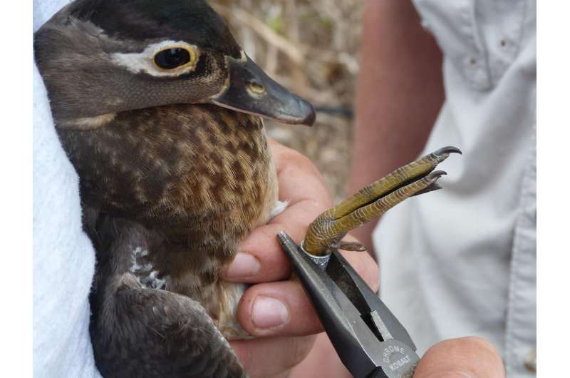 Individual quality trumps reproductive tradeoffs in ducks