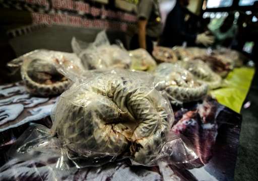 Indonesian police display some of 657 dead and frozen pangolins seized in Surabaya, East Java
