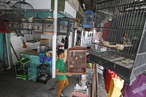 Indonesia urged to take stern action on illegal bird trade