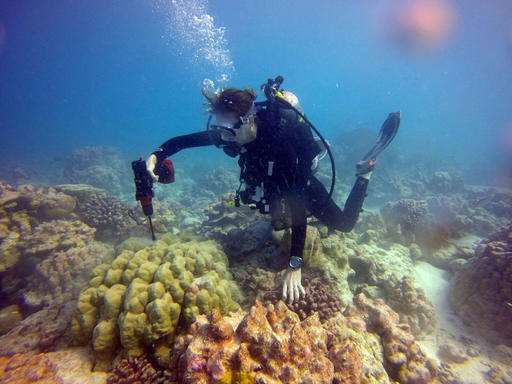 In graveyard of dead coral in Pacific, hope and life bloom