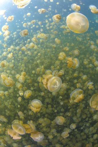 In Pacific nation of Palau, Jellyfish Lake losing namesake