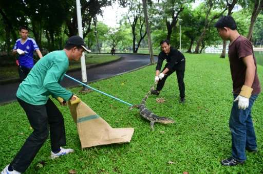 In recent years the largest of the Lumpini monitor lizards, measuring up to 3 m in length, have taken to tromping around the par