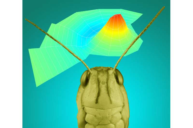 Insects are helping us develop the future of hearing aids