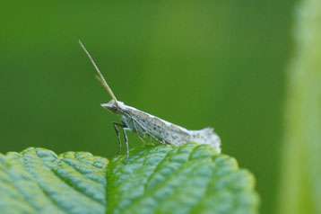 Invasive insects—an underestimated cost to the world economy