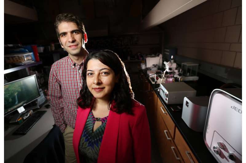Iowa State researchers fabricate microfibers for single-cell studies, tissue engineering