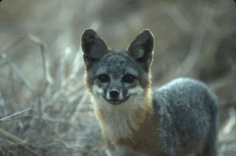 Island foxes may be 'least variable' of all wild animals