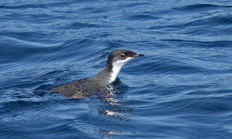 Island Restoration Supports Conservation of Two Pacific Seabird Species