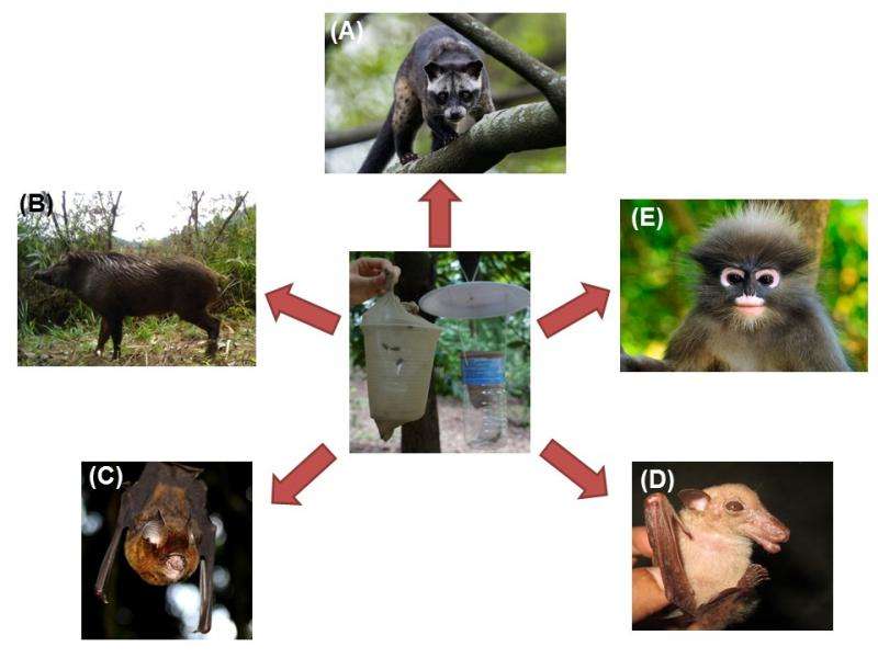 Is mammal DNA in the guts of blowflies a feasible mammal monitoring tool?