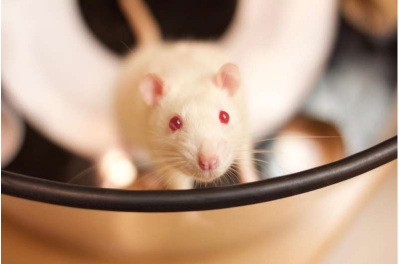 IU study reveals rats have greater episodic memory than previously thought