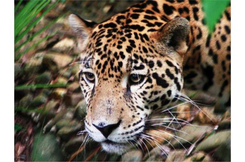 Jaguar scat study suggests restricted movement in areas of conservation importance in Mesoamerica