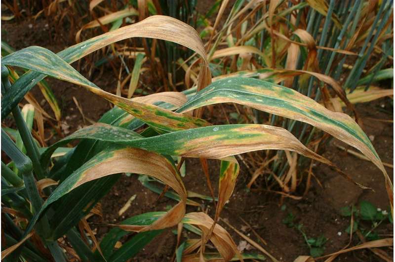 John Innes Centre scientists solve 60-year-old Septoria mystery
