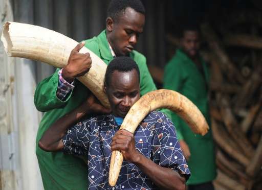 Kenya Wildlife Services (KWS) personnel offload elephant tusks from storage containers in Nairobi, ready to be burned