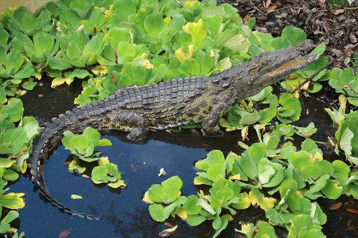 Killer Nile crocodiles in Florida? Experts say it's possible