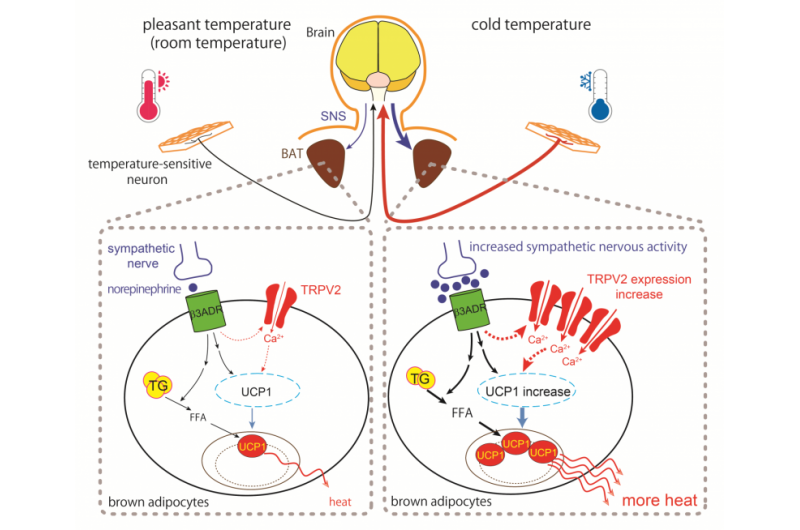 Lack of TRPV2 impairs thermogenesis in mouse brown adipose tissue