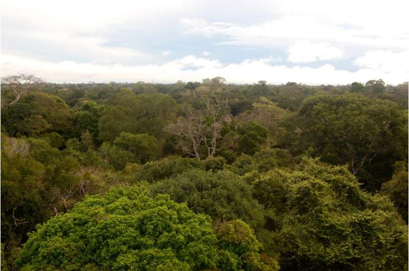 Large forest die-offs can have effects that ricochet to distant ecosystems